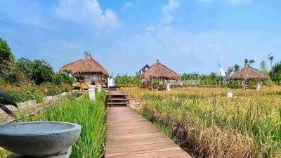 D'Sawah Resto, Sensasi Kuliner di Tengah Hamparan Sawah