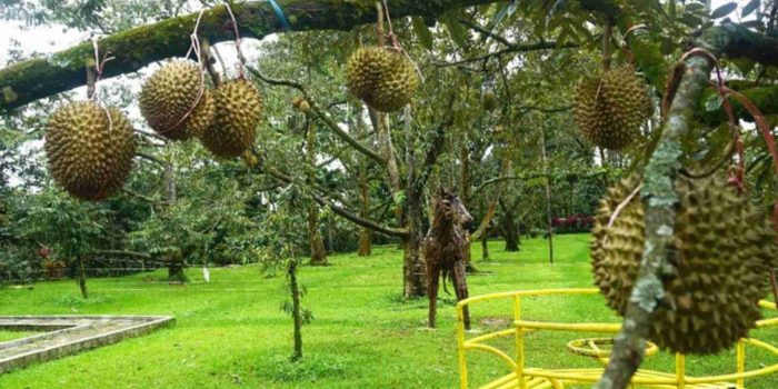 3 Destinasi Durian di Bogor