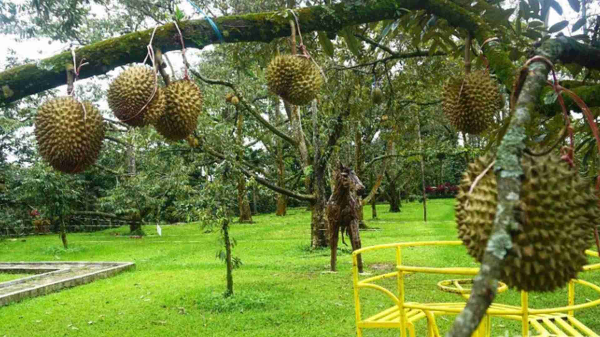 3 Destinasi Durian di Bogor