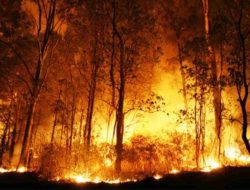 Kebakaran Lahan di Gunungputri Bogor Disebabkan Pembakaran Sampah, Polisi Peringatkan Hukum Pidana
