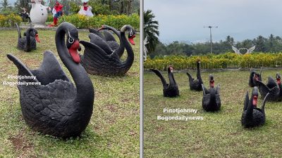 Taman Angsa Cicurug