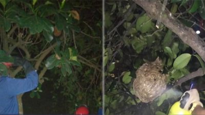 Kronologi Balita Tewas Disengat Tawon di Puncak Bogor