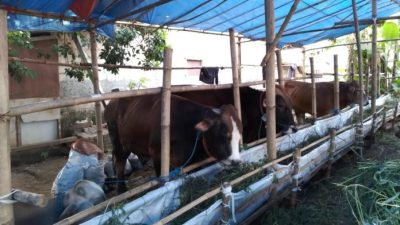 Jelang Idul Adha, Dinkes Kabupaten Bogor Pastikan Hewan Kurban Bebas Penyakit