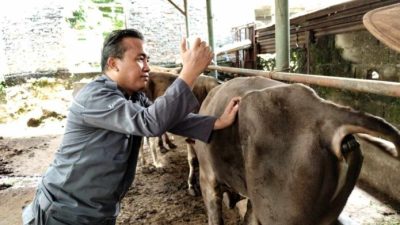 Jelang Idul Adha, Diskanak Kabupaten Bogor Gencar Inspeksi Kesehatan Hewan Kurban Sehat