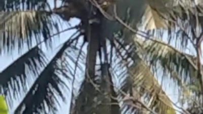 Cikereteg Bogor Geger, Ada Warga Meninggal Dunia di Atas Pohon Kelapa