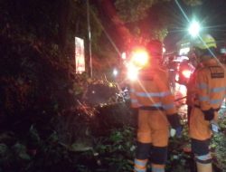 Akibat Hujan Deras dan Angin Kencang,  Pohon Tumbang Tutupi Akses Jalan di Cilebut Bogor