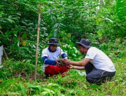 Program BRI Menanam – Grow & Green di Tanjung Prepat Berau Berhasil Serap Karbon 2.987 CO2e (Kg) per tahun dan Dorong Ekonomi Masyarakat